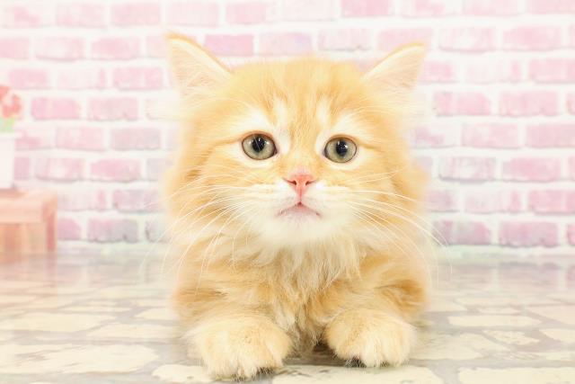 埼玉県のマンチカン (Coo&RIKUアニマルケアセンター大宮/2025年5月8日生まれ/男の子/レッドタビー)の子猫の1枚目の画像