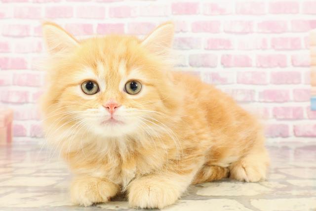 埼玉県のマンチカン (Coo&RIKUアニマルケアセンター大宮/2025年5月8日生まれ/男の子/レッドタビー)の子猫の2枚目の画像