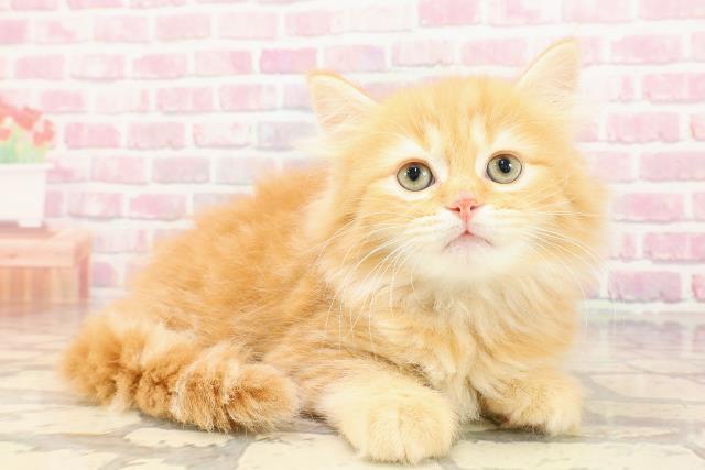 埼玉県のマンチカン (Coo&RIKUアニマルケアセンター大宮/2025年5月8日生まれ/男の子/レッドタビー)の子猫の3枚目の画像