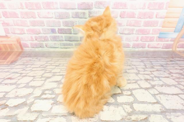 埼玉県のマンチカン (Coo&RIKUアニマルケアセンター大宮/2025年5月8日生まれ/男の子/レッドタビー)の子猫の4枚目の画像