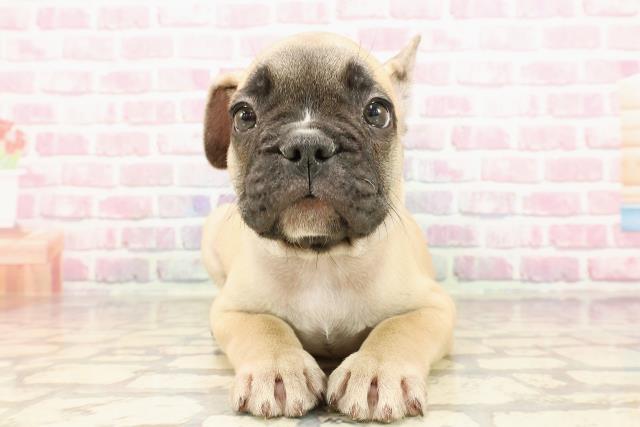 茨城県のフレンチブルドッグ (Coo&RIKU日立店/2025年5月12日生まれ/男の子/フォーン)の子犬の1枚目の画像