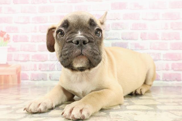 茨城県のフレンチブルドッグ (Coo&RIKU日立店/2025年5月12日生まれ/男の子/フォーン)の子犬の2枚目の画像