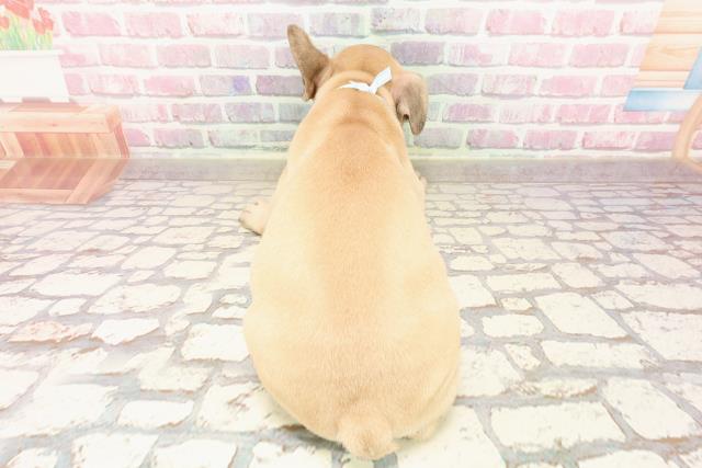 茨城県のフレンチブルドッグ (Coo&RIKU日立店/2025年5月12日生まれ/男の子/フォーン)の子犬の4枚目の画像