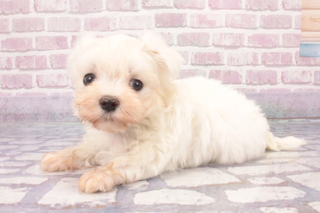 京都府のマルチーズ (Coo&RIKU京都河原町店/2025年5月8日生まれ/男の子/ホワイト)の子犬の2枚目の画像