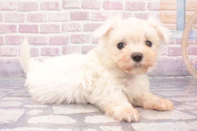 京都府のマルチーズ (Coo&RIKU京都河原町店/2025年5月8日生まれ/男の子/ホワイト)の子犬の3枚目の画像
