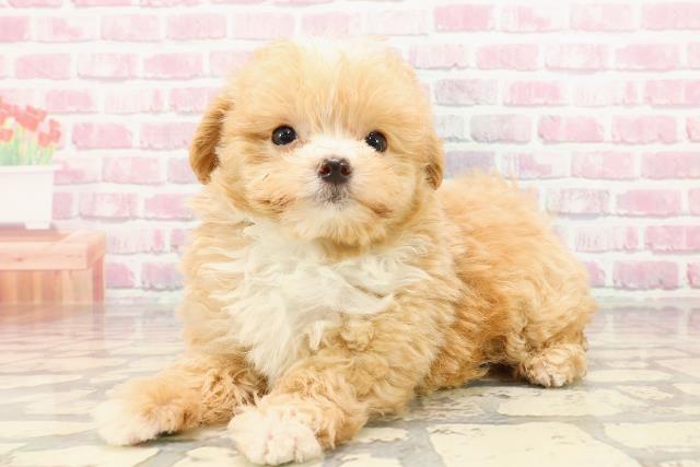北海道のマルプー(マルチーズ×プードル) (Coo&RIKU旭川店/2025年5月9日生まれ/男の子/アプリコット)の子犬の2枚目の画像
