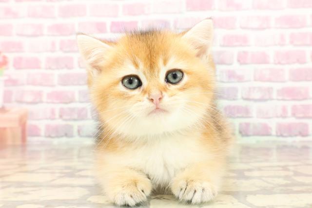 埼玉県のブリティッシュショートヘアー (Coo&RIKUアニマルケアセンター大宮/2025年5月13日生まれ/男の子/ゴールデン)の子猫の1枚目の画像