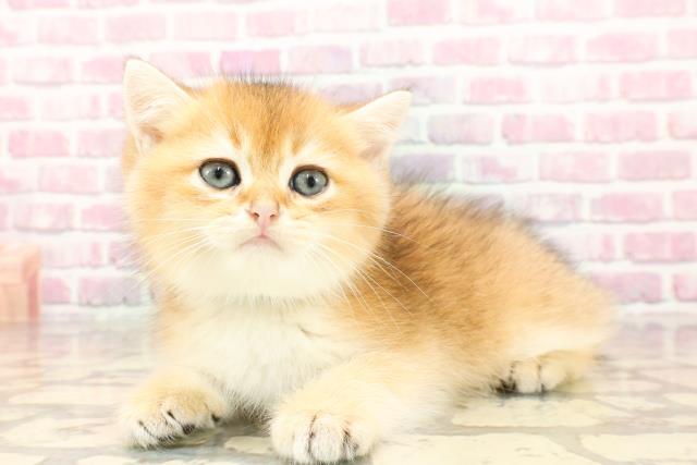 埼玉県のブリティッシュショートヘアー (Coo&RIKUアニマルケアセンター大宮/2025年5月13日生まれ/男の子/ゴールデン)の子猫の2枚目の画像