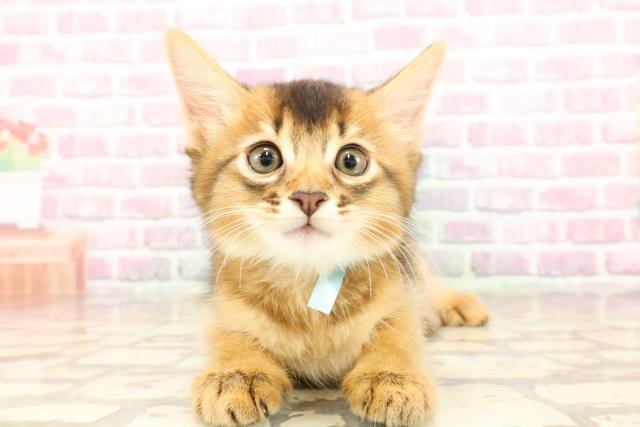埼玉県のソマリ (Coo&RIKUアニマルケアセンター大宮/2025年5月11日生まれ/男の子/ルディ)の子猫の1枚目の画像