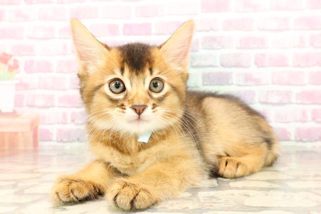 埼玉県のソマリ (Coo&RIKUアニマルケアセンター大宮/2025年5月11日生まれ/男の子/ルディ)の子猫の2枚目の画像