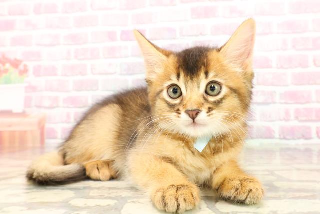 埼玉県のソマリ (Coo&RIKUアニマルケアセンター大宮/2025年5月11日生まれ/男の子/ルディ)の子猫の3枚目の画像