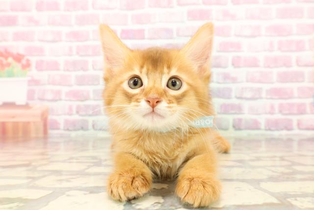 埼玉県のソマリ (Coo&RIKUアニマルケアセンター大宮/2025年5月11日生まれ/男の子/レッド)の子猫の1枚目の画像