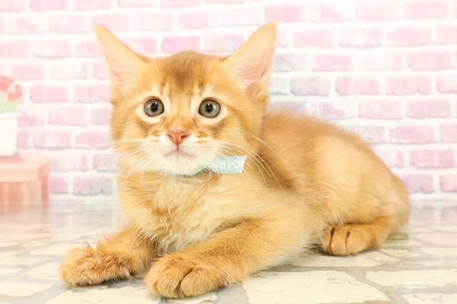 埼玉県のソマリ (Coo&RIKUアニマルケアセンター大宮/2025年5月11日生まれ/男の子/レッド)の子猫の2枚目の画像