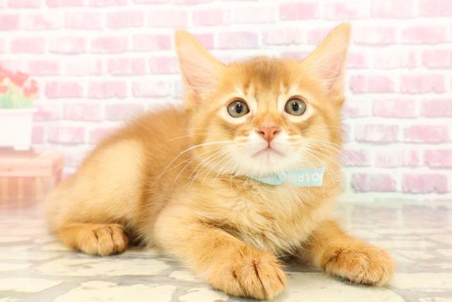 埼玉県のソマリ (Coo&RIKUアニマルケアセンター大宮/2025年5月11日生まれ/男の子/レッド)の子猫の3枚目の画像