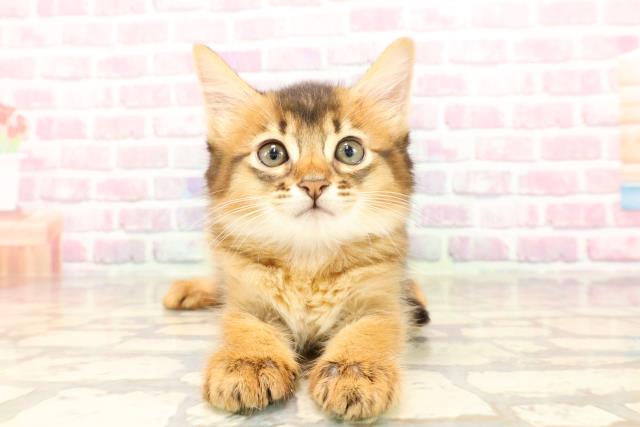 埼玉県のソマリ (Coo&RIKUアニマルケアセンター大宮/2025年5月11日生まれ/女の子/ルディ)の子猫の1枚目の画像