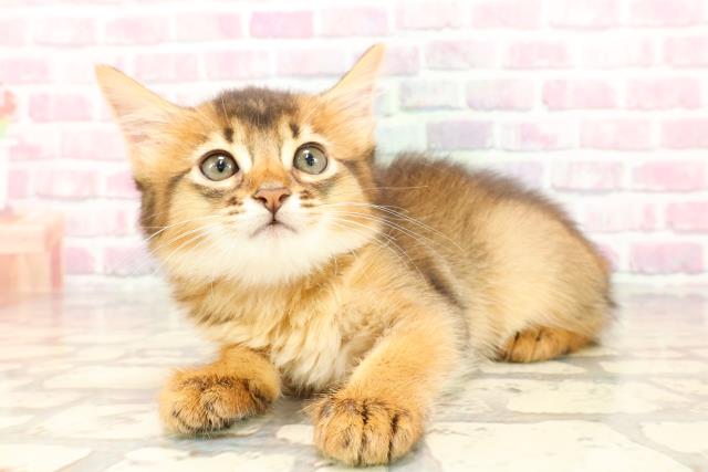 埼玉県のソマリ (Coo&RIKUアニマルケアセンター大宮/2025年5月11日生まれ/女の子/ルディ)の子猫の2枚目の画像