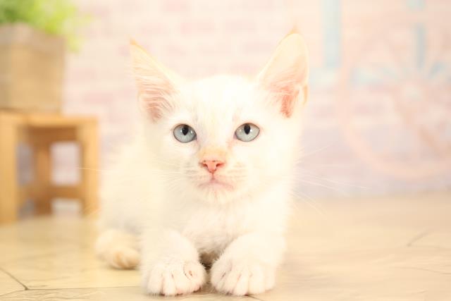 愛知県のアメリカンカール (Coo&RIKU東海一宮店/2025年5月10日生まれ/男の子/レッドポイント)の子猫の1枚目の画像