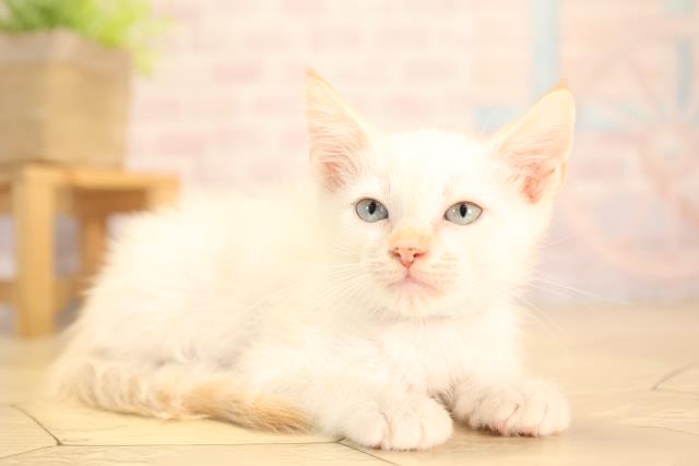 愛知県のアメリカンカール (Coo&RIKU東海一宮店/2025年5月10日生まれ/男の子/レッドポイント)の子猫の2枚目の画像
