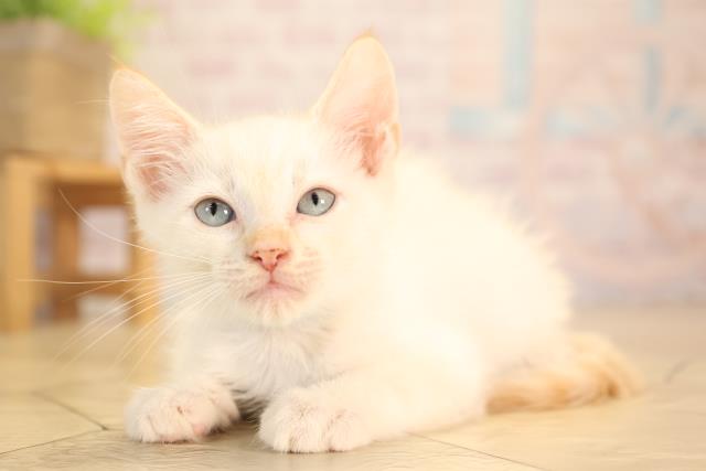 愛知県のアメリカンカール (Coo&RIKU東海一宮店/2025年5月10日生まれ/男の子/レッドポイント)の子猫の3枚目の画像