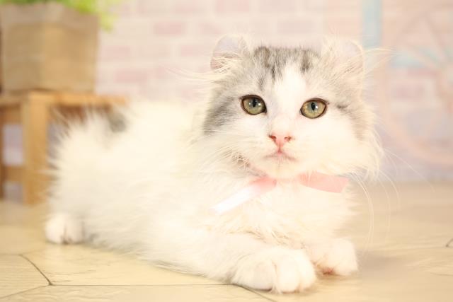 静岡県のアメリカンカール (Coo&RIKU沼津店/2025年4月14日生まれ/女の子/ブルーホワイト)の子猫の2枚目の画像