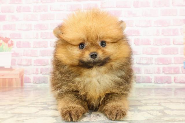 東京都のポメラニアン (Coo&RIKU新宿三丁目店/2025年5月12日生まれ/女の子/オレンジ)の子犬