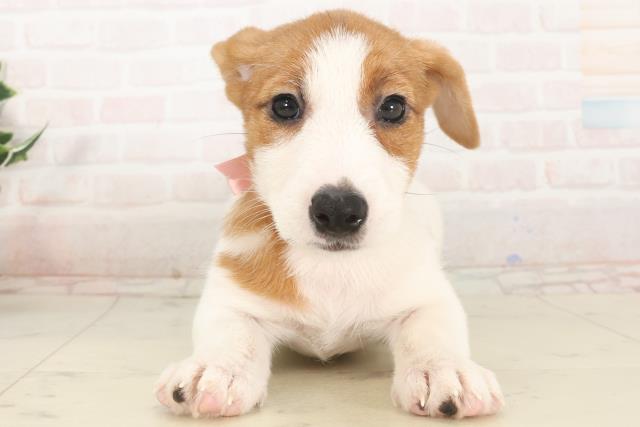 兵庫県のジャックラッセルテリア (Coo&RIKU伊丹店/2025年5月12日生まれ/女の子/タンホワイト)の子犬の1枚目の画像