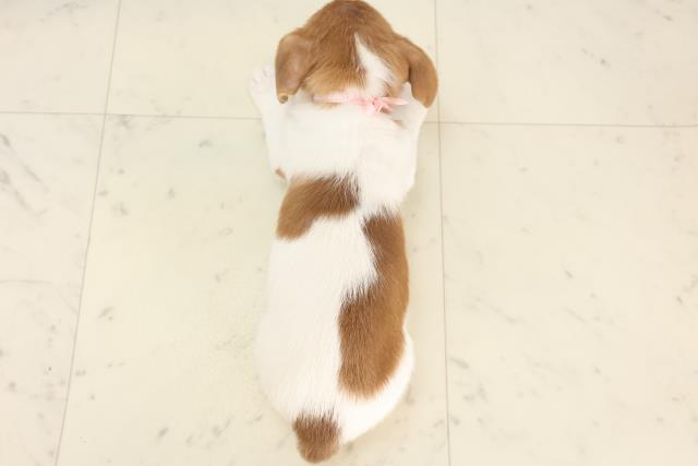 兵庫県のジャックラッセルテリア (Coo&RIKU伊丹店/2025年5月12日生まれ/女の子/タンホワイト)の子犬の4枚目の画像