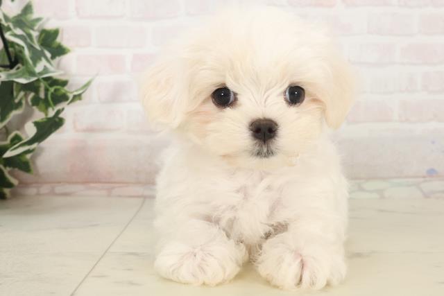 奈良県のマルチーズ (Coo&RIKU奈良新庄店/2025年5月13日生まれ/女の子/ホワイト)の子犬の1枚目の画像