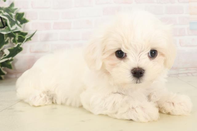 奈良県のマルチーズ (Coo&RIKU奈良新庄店/2025年5月13日生まれ/女の子/ホワイト)の子犬の2枚目の画像
