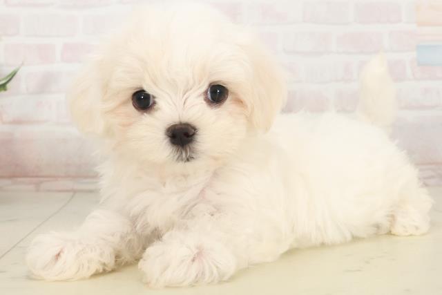 奈良県のマルチーズ (Coo&RIKU奈良新庄店/2025年5月13日生まれ/女の子/ホワイト)の子犬の3枚目の画像