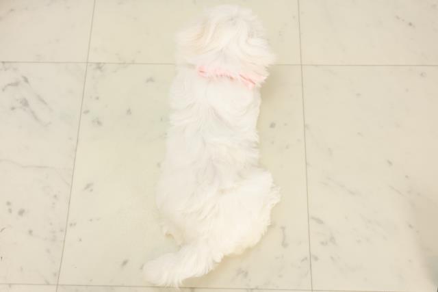 奈良県のマルチーズ (Coo&RIKU奈良新庄店/2025年5月13日生まれ/女の子/ホワイト)の子犬の4枚目の画像