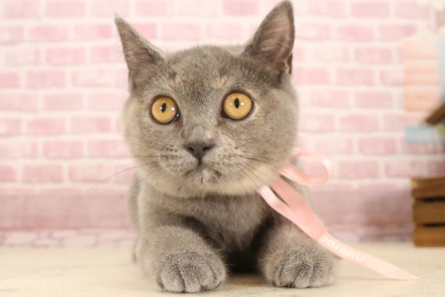 ブリティッシュショートヘアー