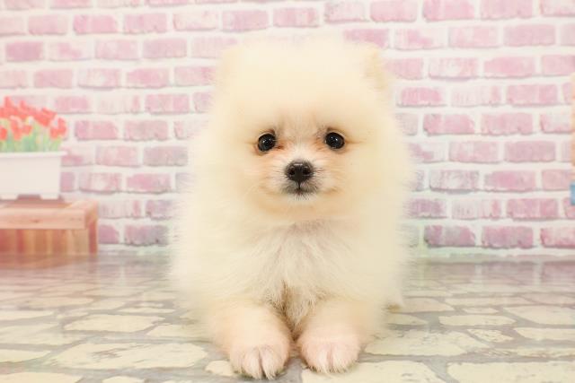 千葉県のポメラニアン (Coo&RIKUフレスポ稲毛店/2025年5月12日生まれ/女の子/クリーム)の子犬