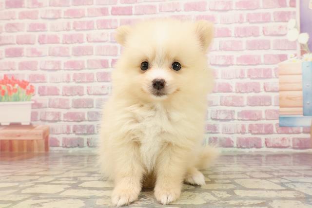 東京都のポメラニアン (Coo&RIKU八王子西店/2025年5月12日生まれ/男の子/クリームホワイト)の子犬