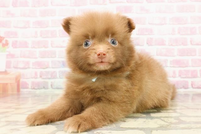 埼玉県のポメラニアン (Coo&RIKUアニマルケアセンター大宮/2025年5月13日生まれ/男の子/チョコレートホワイト)の子犬の2枚目の画像
