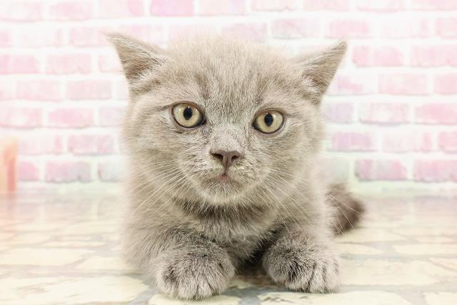埼玉県のマンチカン (Coo&RIKUアニマルケアセンター大宮/2025年5月13日生まれ/男の子/ブルー)の子猫の1枚目の画像