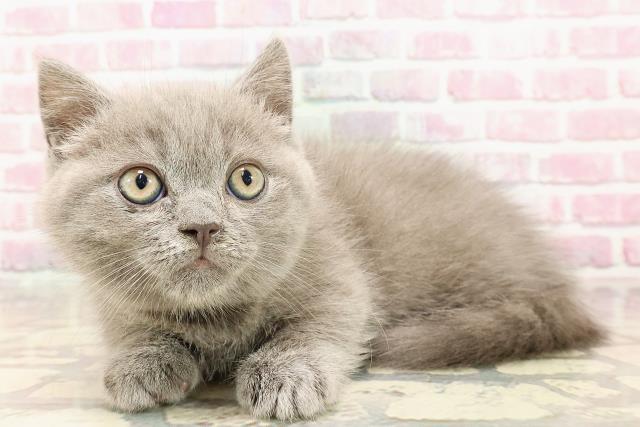 埼玉県のマンチカン (Coo&RIKUアニマルケアセンター大宮/2025年5月13日生まれ/男の子/ブルー)の子猫の2枚目の画像