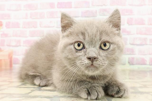 埼玉県のマンチカン (Coo&RIKUアニマルケアセンター大宮/2025年5月13日生まれ/男の子/ブルー)の子猫の3枚目の画像