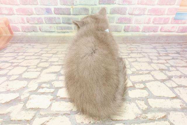 埼玉県のマンチカン (Coo&RIKUアニマルケアセンター大宮/2025年5月13日生まれ/男の子/ブルー)の子猫の4枚目の画像