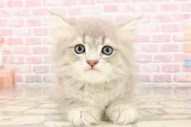 東京都のサイベリアン (Coo&RIKU吉祥寺店/2025年5月14日生まれ/男の子/ブルータビー)の子猫の1枚目の画像