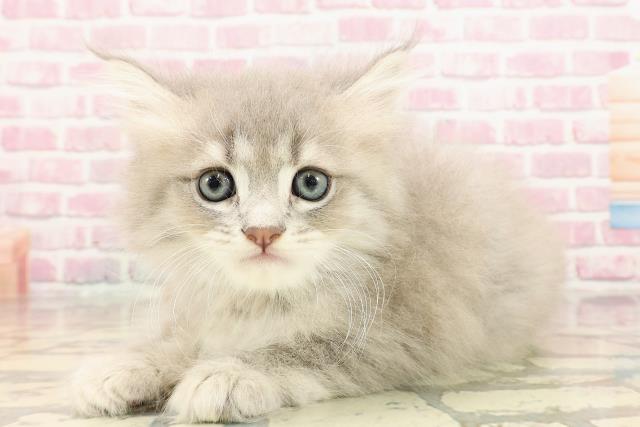 東京都のサイベリアン (Coo&RIKU吉祥寺店/2025年5月14日生まれ/男の子/ブルータビー)の子猫の2枚目の画像