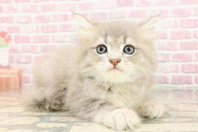 東京都のサイベリアン (Coo&RIKU吉祥寺店/2025年5月14日生まれ/男の子/ブルータビー)の子猫の3枚目の画像