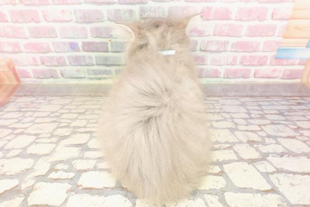 東京都のサイベリアン (Coo&RIKU吉祥寺店/2025年5月14日生まれ/男の子/ブルータビー)の子猫の4枚目の画像