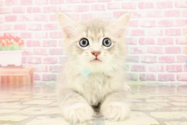 神奈川県のサイベリアン (Coo&RIKU日吉店/2025年5月14日生まれ/男の子/ブルータビー)の子猫の1枚目の画像