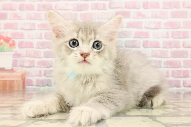神奈川県のサイベリアン (Coo&RIKU日吉店/2025年5月14日生まれ/男の子/ブルータビー)の子猫の2枚目の画像