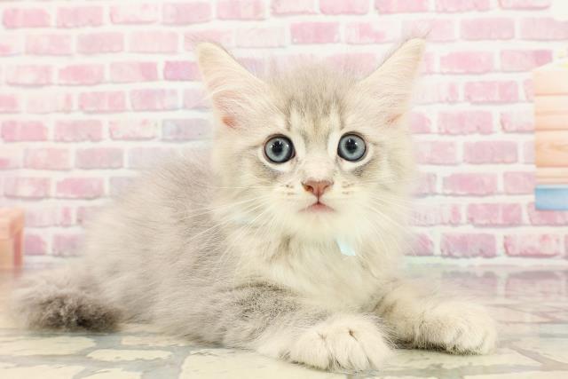 神奈川県のサイベリアン (Coo&RIKU日吉店/2025年5月14日生まれ/男の子/ブルータビー)の子猫の3枚目の画像