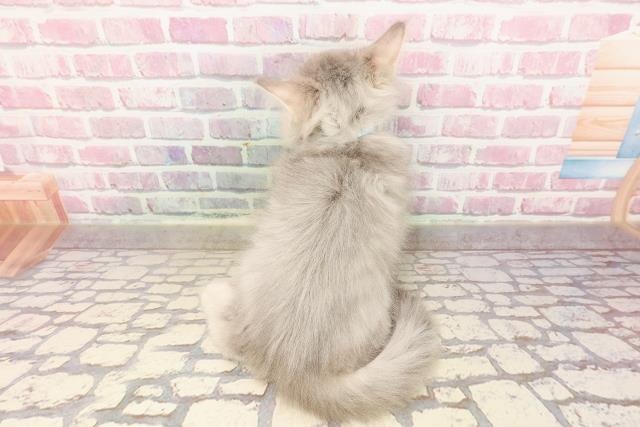 神奈川県のサイベリアン (Coo&RIKU日吉店/2025年5月14日生まれ/男の子/ブルータビー)の子猫の4枚目の画像