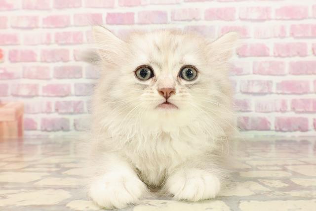 東京都のサイベリアン (Coo&RIKU吉祥寺店/2025年5月14日生まれ/女の子/シルバーパッチドタビー)の子猫の1枚目の画像