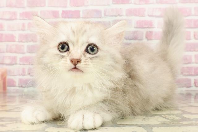 東京都のサイベリアン (Coo&RIKU吉祥寺店/2025年5月14日生まれ/女の子/シルバーパッチドタビー)の子猫の2枚目の画像