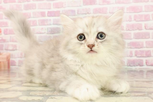 東京都のサイベリアン (Coo&RIKU吉祥寺店/2025年5月14日生まれ/女の子/シルバーパッチドタビー)の子猫の3枚目の画像